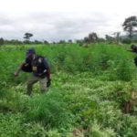 Eight acres of suspected Indian hemp destroyed in Peki Dzake
