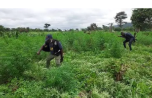 Eight acres of suspected Indian hemp destroyed in Peki Dzake