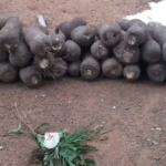 Farmers, traders welcome opening of Dambai’s 2026 new yam season