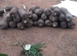 Farmers, traders welcome opening of Dambai’s 2026 new yam season
