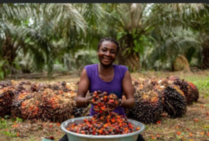 Govt Oil Palm Development Under Scrutiny; Economist Demands Clarity On Financing