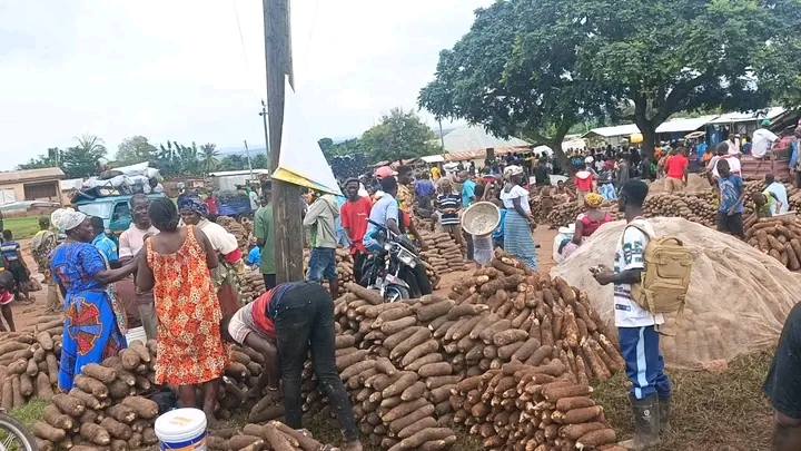OTI YAM FARMERS RAISE CONCERN OVER CHEAP BUYING, HIGHER RESALE PRICES IN ACCRA