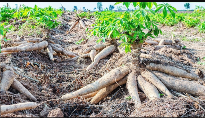 Ahodwo Farms Appeals For GH¢2m To Scale Up Gari Production
