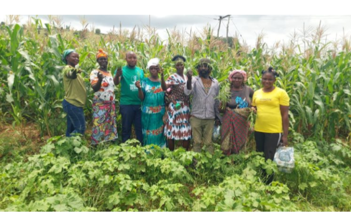 Northern Ghana Faces Up To 60% Cereal Losses From Striga Infestation