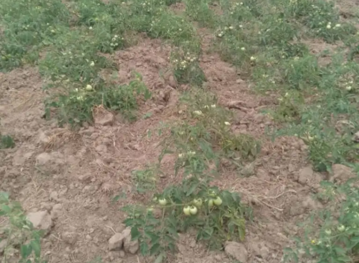MoFA Urged To Probe Tomato Seedling Deaths In Ada