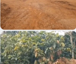 Hiawu Besease Cocoa Farmers Appeal To COCOBOD, Otumfuo Over Alleged Farm Destruction