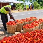 Anloga-Avume Tomato Farmers Appeal for Urgent Buyers as Produce Rot on Farms