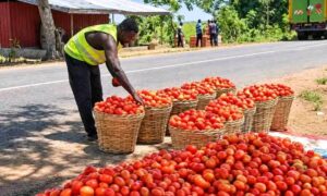Anloga-Avume Tomato Farmers Appeal for Urgent Buyers as Produce Rot on Farms