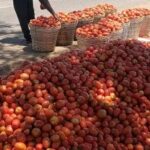 Harvest Turns Crisis As Tomatoes Rot Over Lack Of Crates