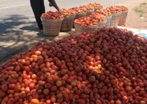 Harvest Turns Crisis As Tomatoes Rot Over Lack Of Crates
