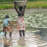 Water Crisis Looms at Klumah-Dorfor; Residents Drink Muddy Water With Cattle