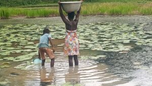 Water Crisis Looms at Klumah-Dorfor; Residents Drink Muddy Water With Cattle