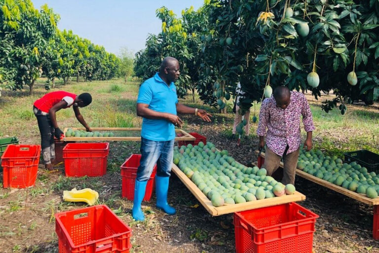 Ghana Secures $270M Investment to Produce 50,000 Tonnes of Local Chicken Annually