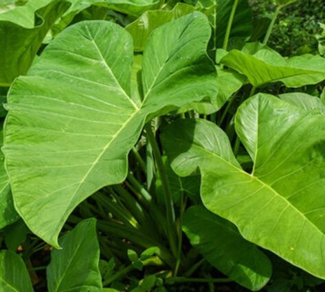 Kontomire More Nutritious Than Spinach, Broccoli – Dietician